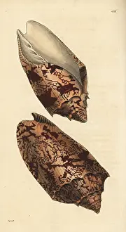 Volute: Bat volute shell, Cymbiola vespertilio