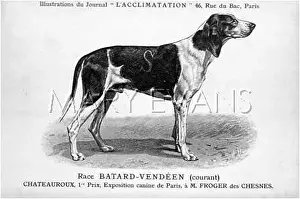 Batard: Batard Vendeen Dog