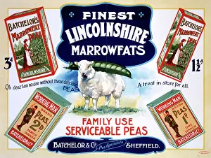 Peas: Batchelor & Co advert