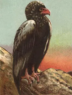 Bateleur: Bateleur Eagle