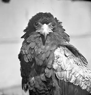 Zological: Bateleur eagle