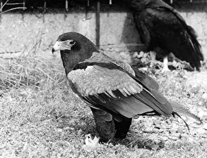 Bateleur: BATELUR EAGLE
