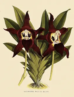 Orchids: Batemannia Wallisii