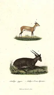 Complements: Bates's pygmy antelope and anoa (critically endangered)