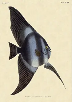 Elongated: Batfish