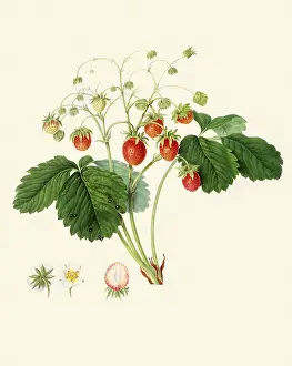 Strawberries: Bath Scarlet Strawberry