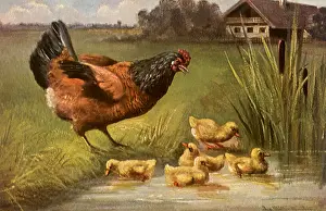 Hens: Bathing the Chicks