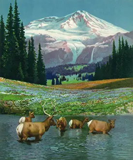 Dominates: Bathing Deer