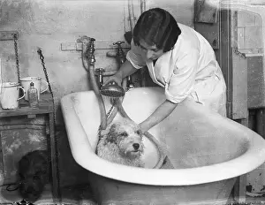 Pampered: Bathing a Dog