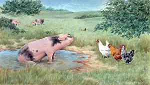 Bathtime: Bathtime Visitors - pig and hens