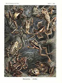 Glitsch: Batrachia frogs and toads