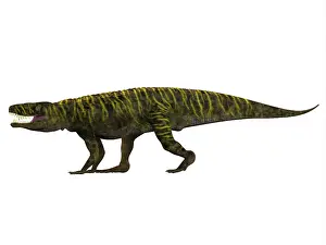 Paracrocodylomorph: Batrachotomus archosaur, side view