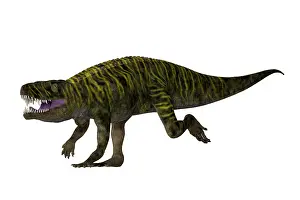 Archosaur: Batrachotomus dinosaur running, white background