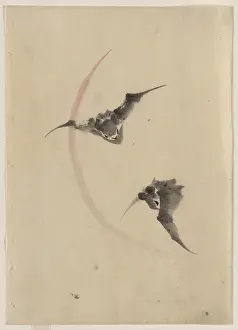Bats: Two bats flying