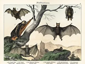 Naturgeschichte: Bats and flying foxes