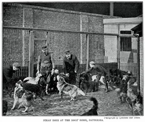 Stray: Battersea Dogs Home 1896