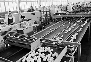 Packaging: Battery farm