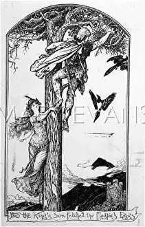 Magpies: THE BATTLE OF THE BIRDS