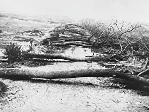 Felled: Battle of Cambrai 1917