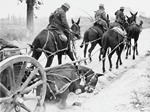 Mules: Battle of the Drocourt-Queant Line 1918