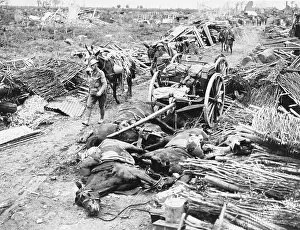 Mules: Battle of Pilkem Ridge