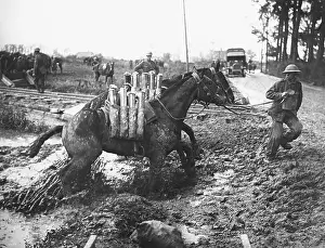 Mules: Battle of Pilkem Ridge