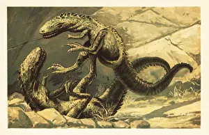 Tyrannosauroid: Two battling Dryptosaurus aquilunguis