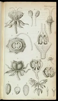 Bauer: Bauera rubioides