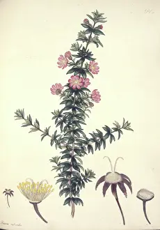 Oxalidales: Bauera rubioides, dog rose