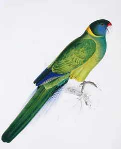 Platycercus: Bauer's parrakeet, Platycercus baueri
