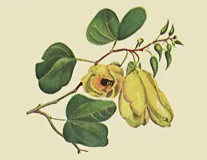 Drooping: Bauhinia tomentosa