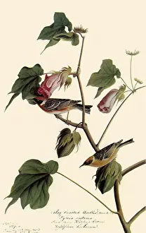 Perches: Bay-Breasted Warbler