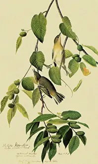 Warbler: Bay-Breasted Warbler, Dendroica castanea