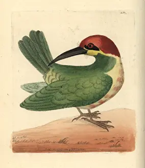 Miscellany: Bay-headed bee-eater, Merops leschenaulti