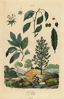Dhistoire: Bay laurel, camphor and sassafras