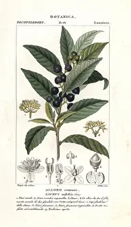 Nobilis: Bay laurel, Laurus nobilis