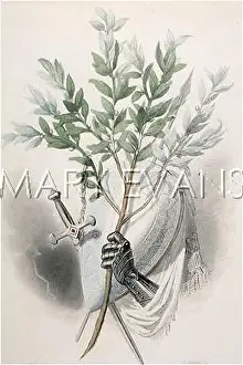 Nobilis: Bay Laurel, Laurus Nobilis