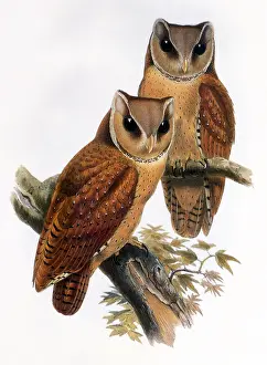 Badius: Bay Owl (Pholidius badius)