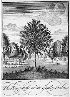 Flourishing: BAY TREE