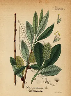 Artus: Bay willow, Salix pentandra