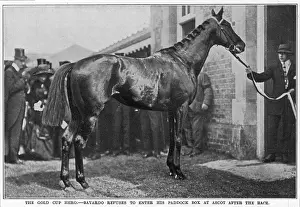 Bayardo, the Gold Cup hero