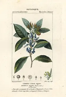 Canne: Bayberry, Morella pubescens