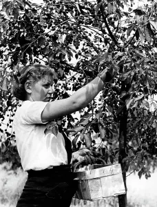 Helpers: BDM girl during cherry harvest, 1939