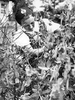 Picks: BDM girl picking beans, 1939