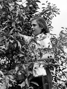 Helpers: BDM girl picking cherries, 1939