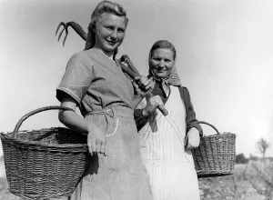 Fieldwork: BDM girl working in the field, 1941