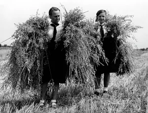 Helpers: BDM girls during grain harvest, 1939
