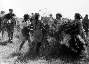 Helpers: BDM girls harvesting in the field, 1942