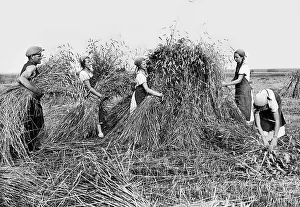 Existed: BDM girls help with the harvest
