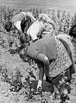 Spaeth: BDM girls work in a tree nursery, 1939